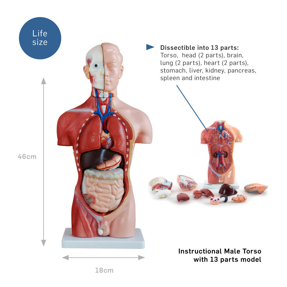 66fit Male Torso Anatomical Model - 13 parts - 42cm