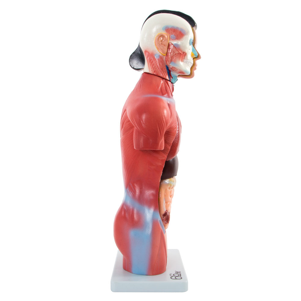 66fit Female Torso Anatomical Model - 15 parts - 42cm