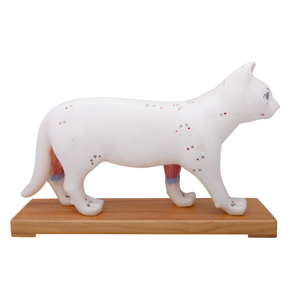 66fit Cat Acupuncture Model