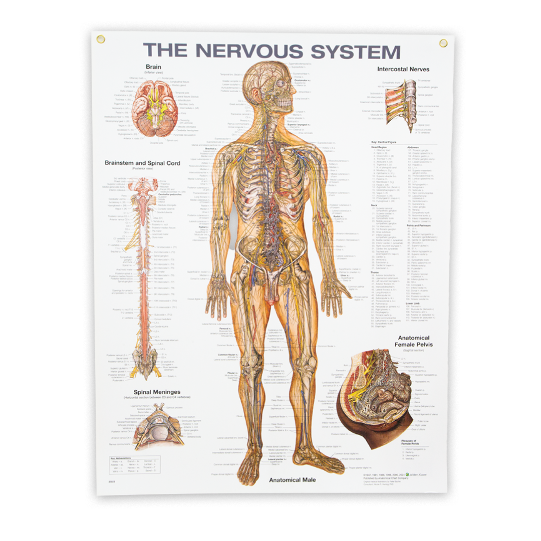 The Nervous System Anatomical Chart