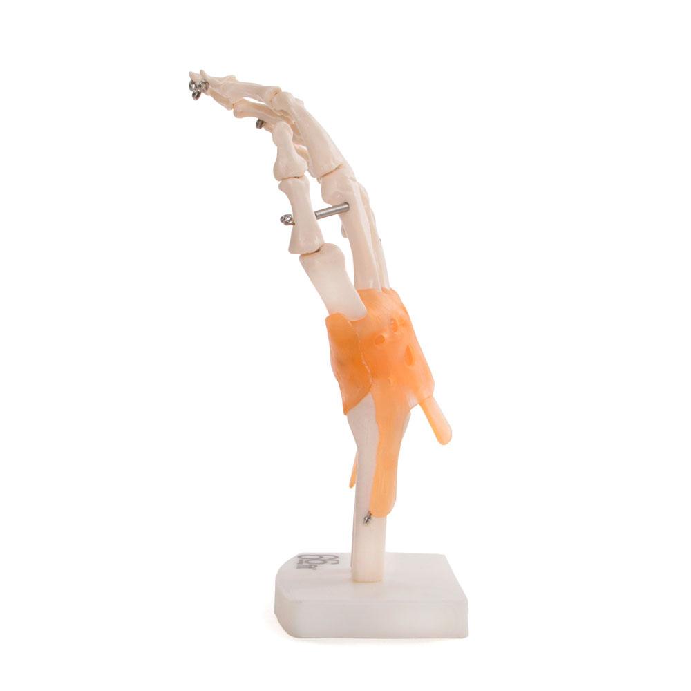 66fit Human Hand Joint With Ligaments Anatomical Model